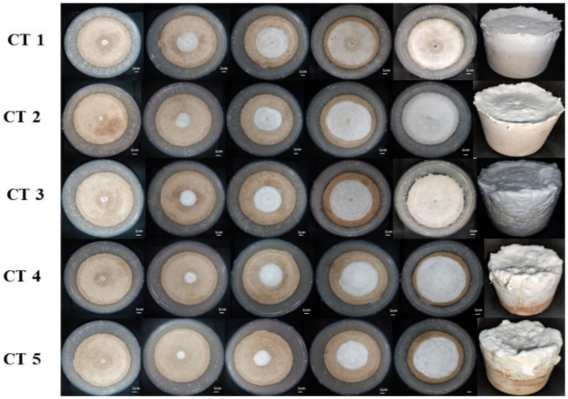 Sợi nấm bào ngư Pleurotus ostreatus phát triển trên cơ chất phối trộn bã sắn và bã đậu nành trong thí nghiệm lên men trạng thái rắn. Nghiên cứu lựa chọn công thức 80% bã sắn và 20% bã đậu nành cho các bước phân tích tiếp theo. Ảnh: Nguyen Thi Bich Hang và Chi Cuong Doan/Fermentation, CC BY 4.0.