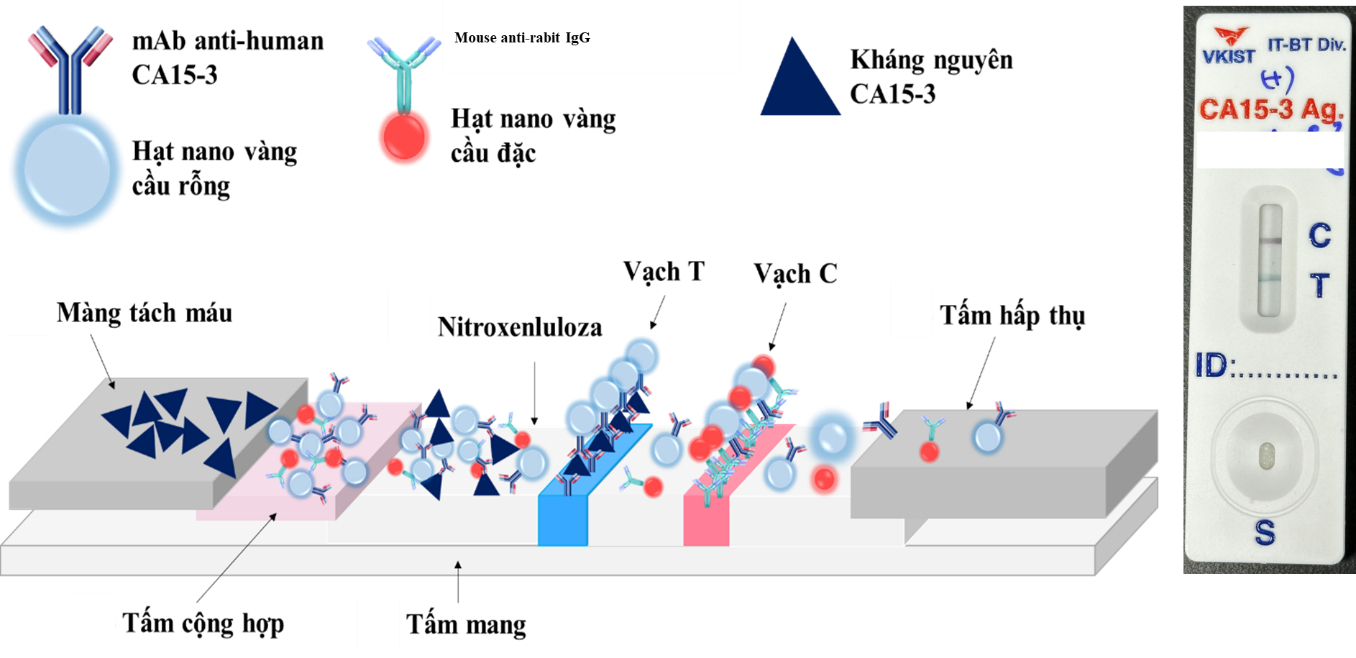 Mô phỏng cấu trúc que thử LFIA hai nhãn màu sử dụng vật liệu nano vàng do nhóm nghiên cứu tại VKIST phát triển. Ảnh: Nhóm nghiên cứu cung cấp/VKIST.
