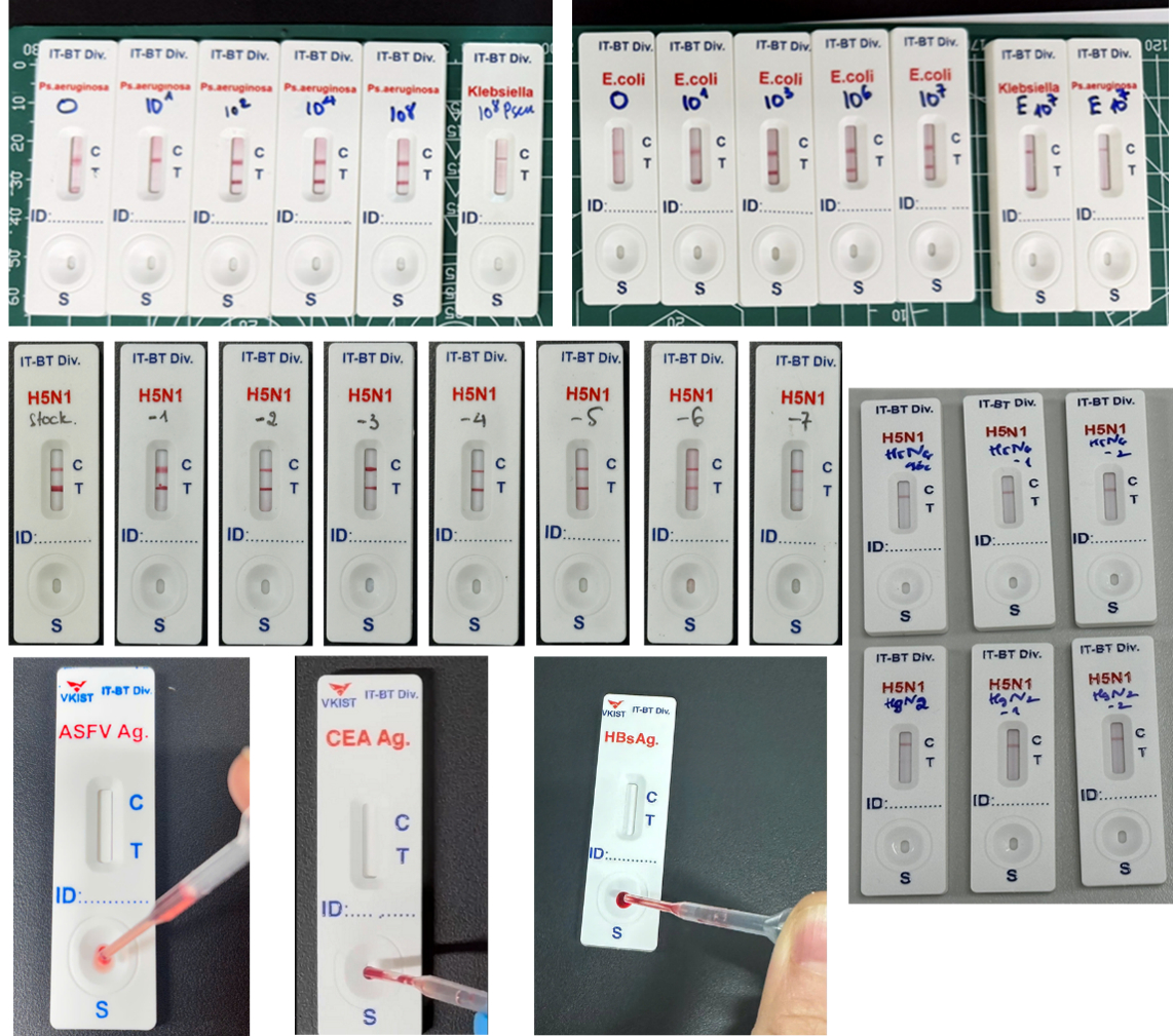 Một số nguyên mẫu que thử phát hiện vi-rút, vi khuẩn và dấu ấn sinh học được phát triển trên nền tảng LFIA tại VKIST. Ảnh: Nhóm nghiên cứu cung cấp/VKIST.