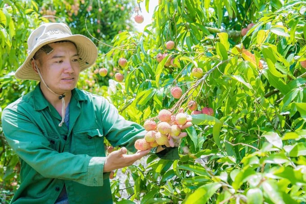 Vùng trồng vải tại Đắk Lắk được triển khai quy trình sản xuất theo hướng hữu cơ, trong đó quản lý sâu bệnh là một nội dung của đề tài do ThS. Bùi Thị Hải Yến chủ trì. Ảnh: Bộ KH&CN.