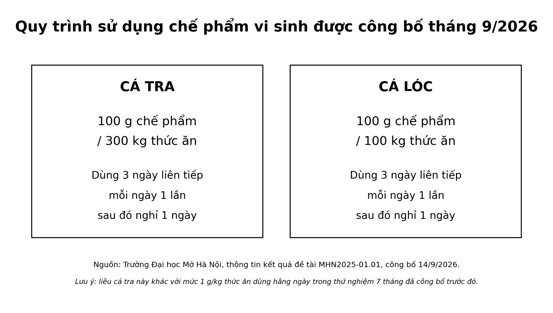 Quy trình được Trường Đại học Mở Hà Nội công bố tháng 9/2026: cá tra sử dụng 100 g chế phẩm/300 kg thức ăn; cá lóc 100 g/100 kg thức ăn. Cả hai đều áp dụng ba ngày liên tiếp, mỗi ngày một lần, sau đó nghỉ một ngày. Nguồn: Trường Đại học Mở Hà Nội.