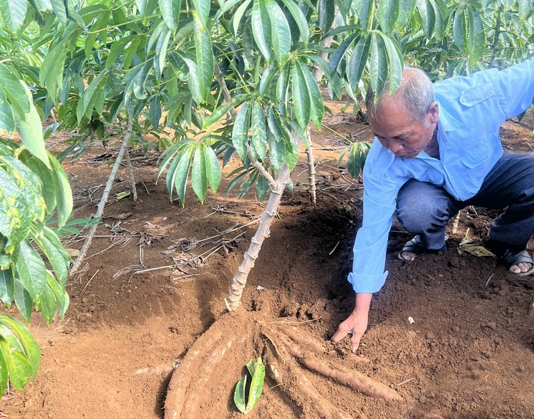 Người dân kiểm tra củ sắn tại mô hình ở xã Vân Hòa. Ảnh đăng trên trang Sở Khoa học và Công nghệ tỉnh Đắk Lắk.