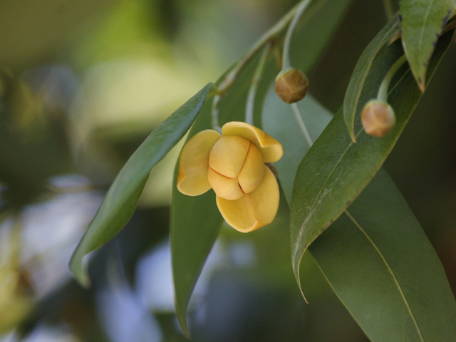 Hoa và lá của Melodorum fruticosum, loài thực vật được sử dụng trong nghiên cứu. Mẫu thân và rễ trong luận án của NCS. Nguyễn Thị Mỹ Hương được thu tại Lâm Đồng. Ảnh: Royal Park Rajapruek.