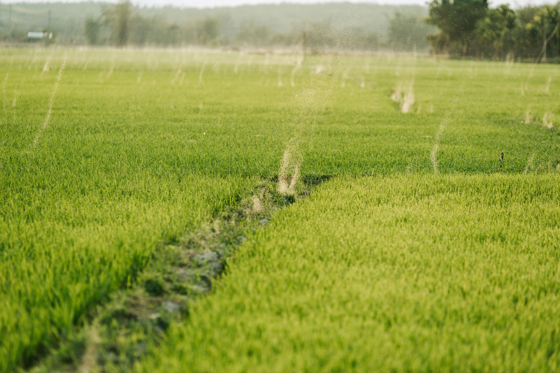 Hệ thống tưới phun trên đồng ruộng. Ảnh minh họa. Ảnh: Thái Trường Giang/Pexels.