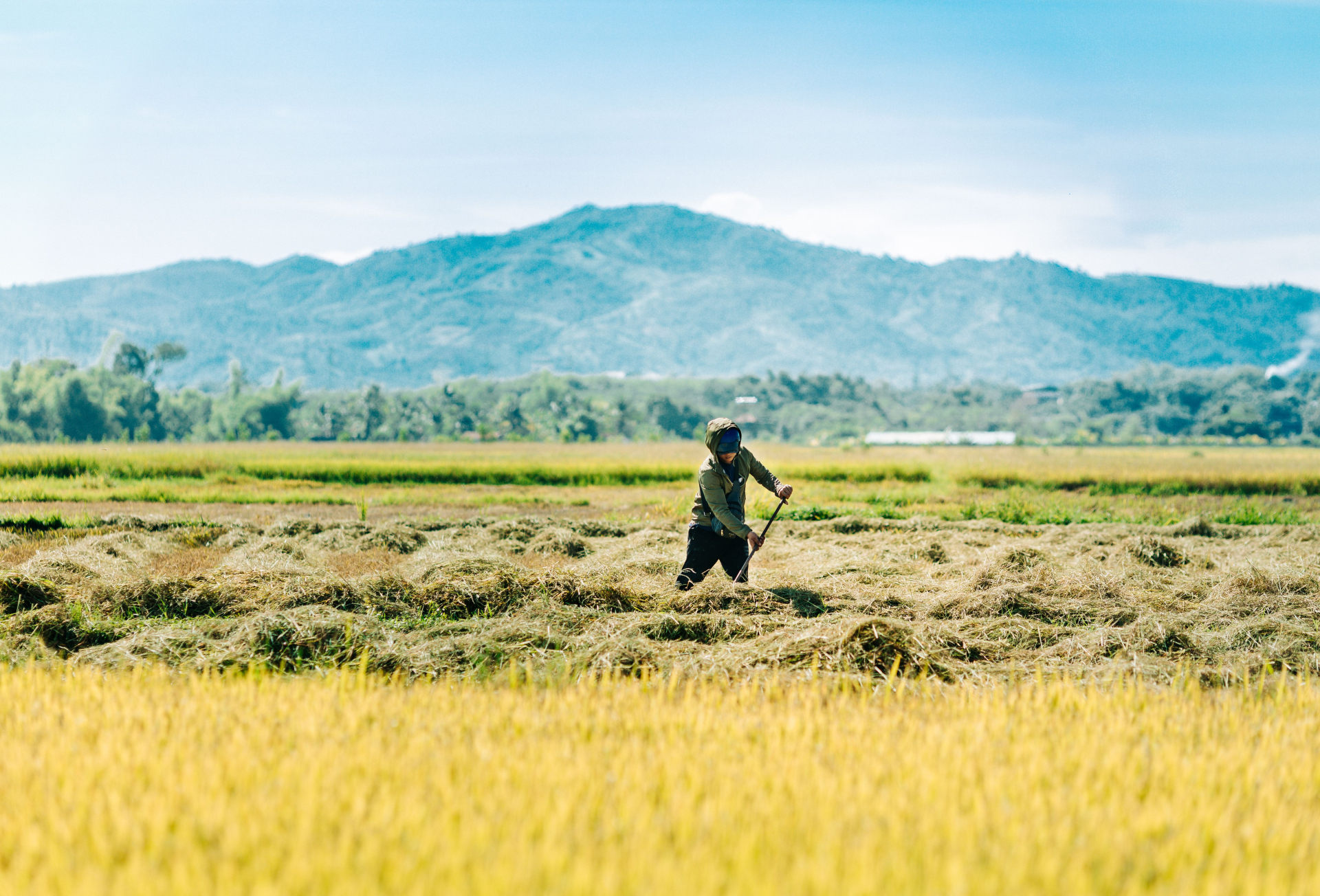 Nông dân làm việc trên cánh đồng lúa tại khu vực Kon Tum, tỉnh Quảng Ngãi. Ảnh minh họa. Ảnh: Thái Trường Giang/Pexels.