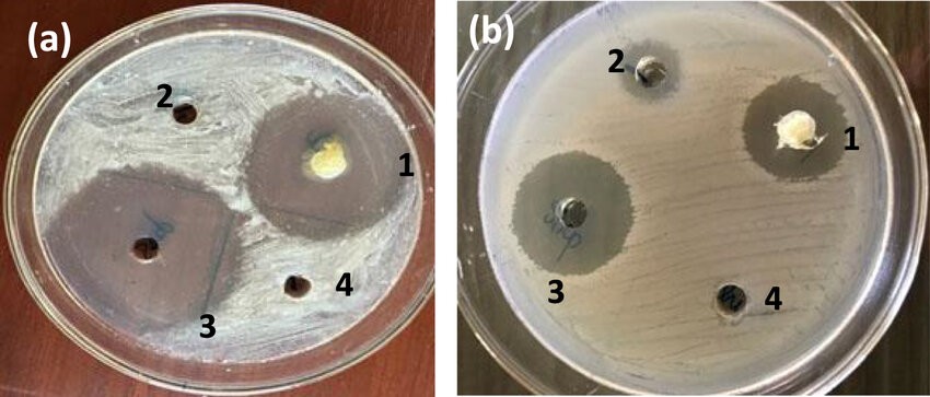 Thử nghiệm hoạt tính kháng khuẩn của aerogel chitosan mang nano alpha-mangostin đối với E. coli và S. aureus. Trong nghiên cứu, tác động ức chế rõ hơn với S. aureus. Ảnh từ công trình nghiên cứu.