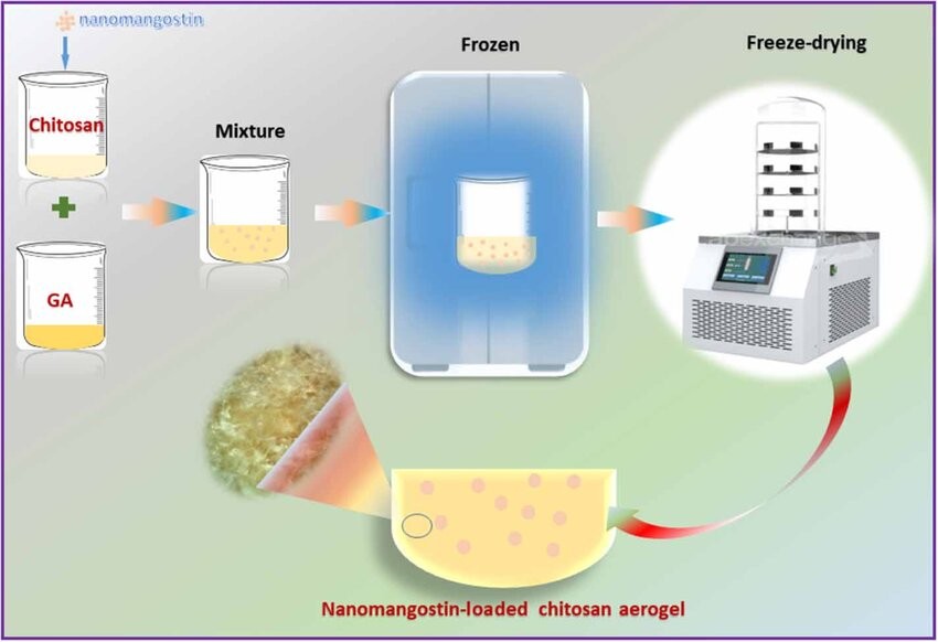 Sơ đồ quá trình tạo vật liệu aerogel chitosan mang nano alpha-mangostin trong nghiên cứu của PGS.TS. Nguyễn Thị Mai Phương và cộng sự. Ảnh từ công trình nghiên cứu đăng trên Biomedical Materials.