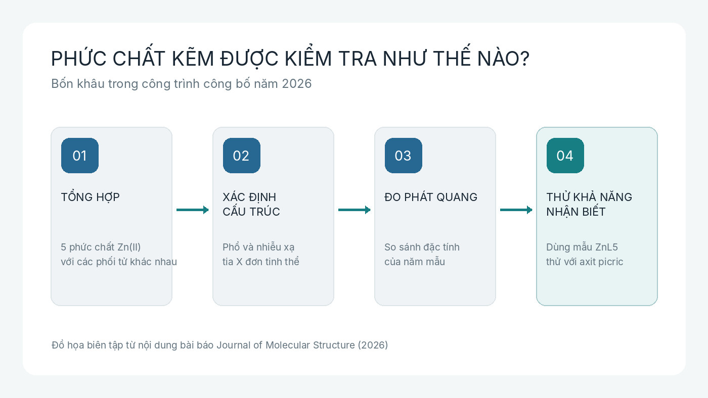 Các bước nghiên cứu từ tổng hợp phức chất kẽm, xác định cấu trúc, khảo sát phát quang đến thử khả năng nhận biết axit picric. Đồ họa biên tập từ nội dung công bố trên Journal of Molecular Structure năm 2026.