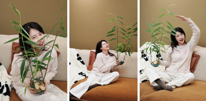 Thú trồng gừng bonsai trải dài từ MXH Trung về đến MXH Việt, ai cũng mê mẩn vì vừa làm sạch không khí vừa 