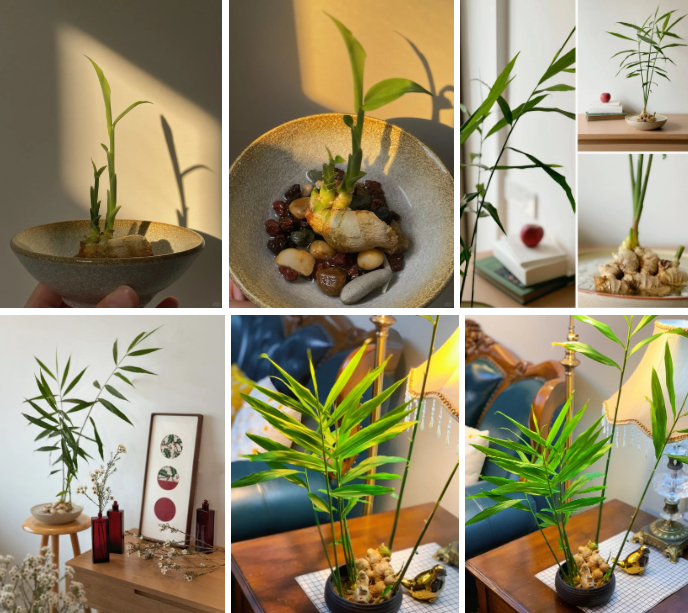 Thú trồng gừng bonsai trải dài từ MXH Trung về đến MXH Việt, ai cũng mê mẩn vì vừa làm sạch không khí vừa 