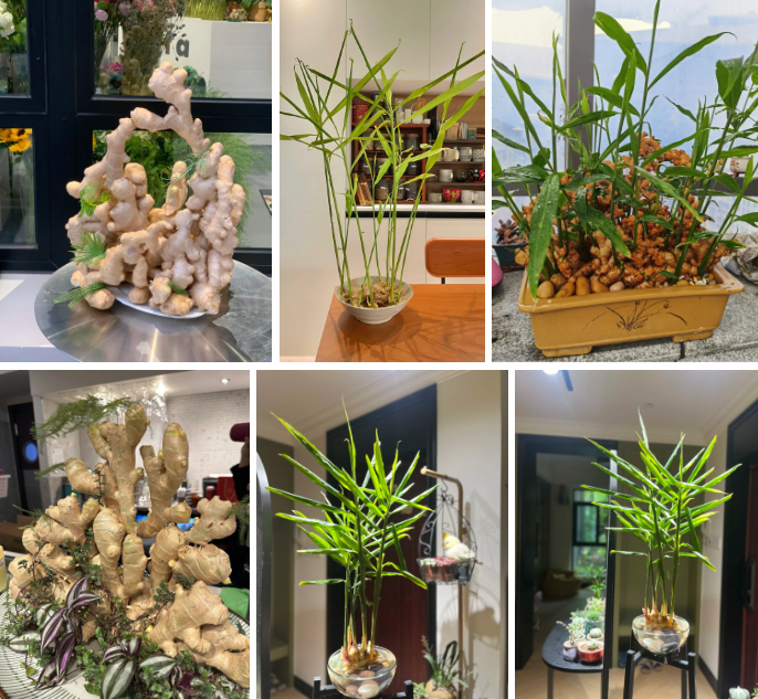Thú trồng gừng bonsai trải dài từ MXH Trung về đến MXH Việt, ai cũng mê mẩn vì vừa làm sạch không khí vừa 