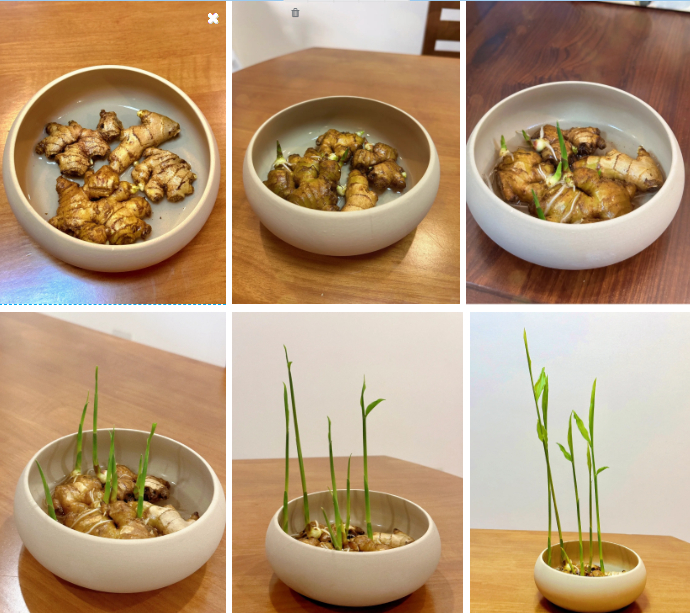 Thú trồng gừng bonsai trải dài từ MXH Trung về đến MXH Việt, ai cũng mê mẩn vì vừa làm sạch không khí vừa 