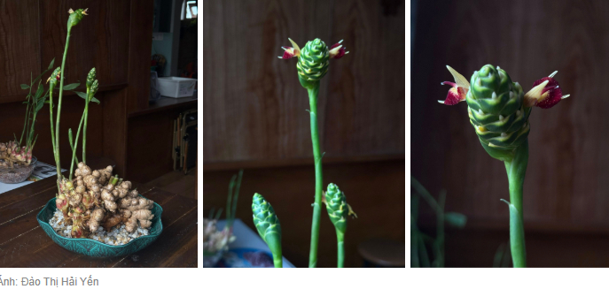   Ảnh: Đào Thị Hải Yến  