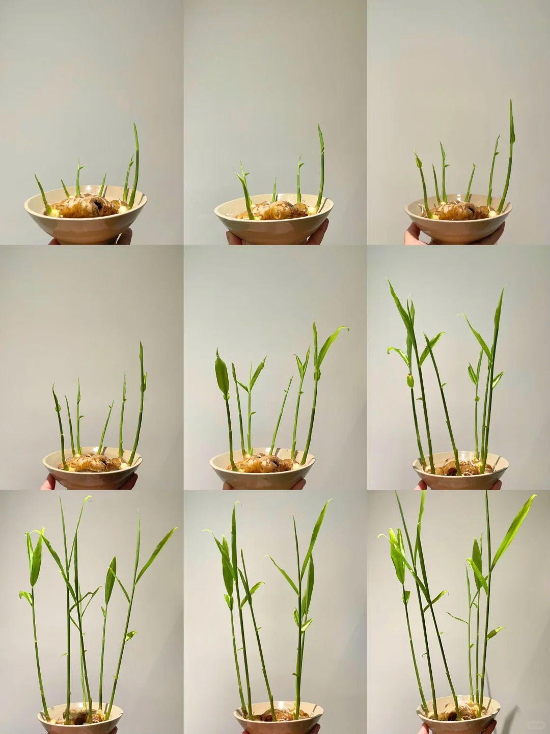 Thú trồng gừng bonsai trải dài từ MXH Trung về đến MXH Việt, ai cũng mê mẩn vì vừa làm sạch không khí vừa 