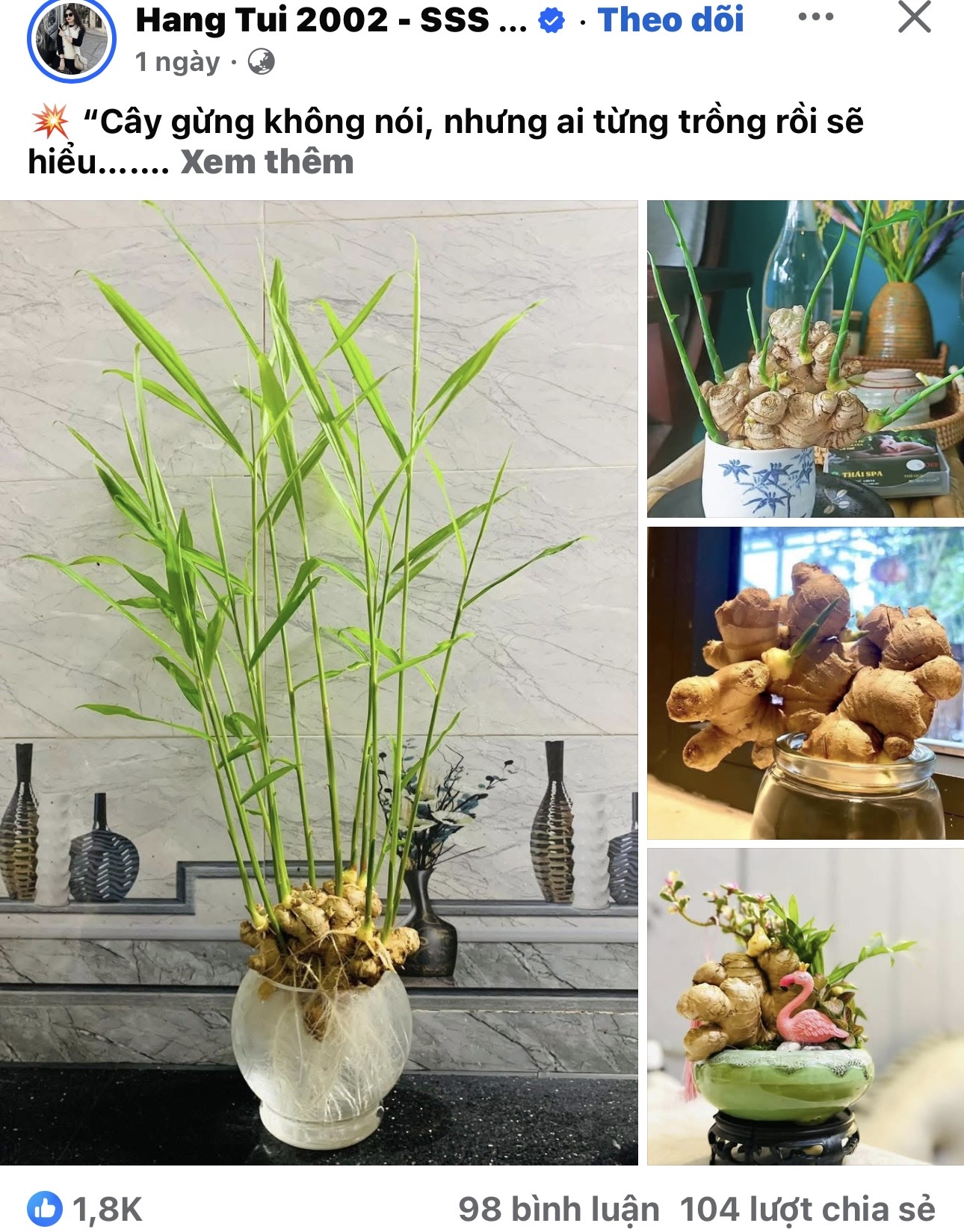 Thú trồng gừng bonsai trải dài từ MXH Trung về đến MXH Việt, ai cũng mê mẩn vì vừa làm sạch không khí vừa 