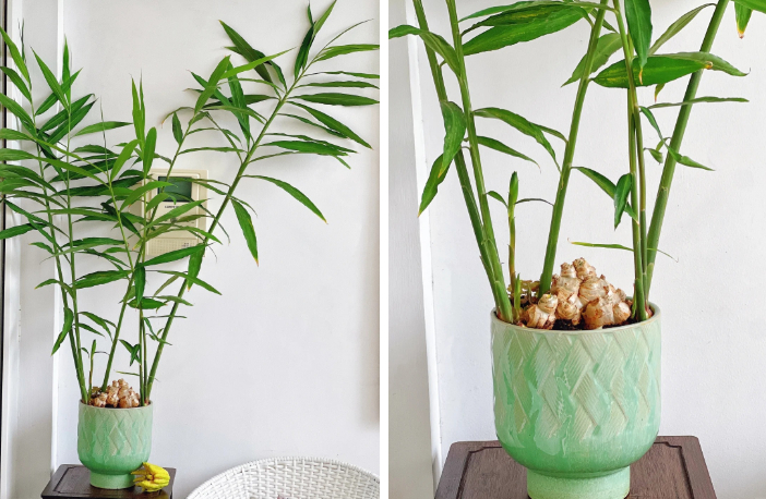 Không ngờ củ gừng bé xíu trong bếp lại là 