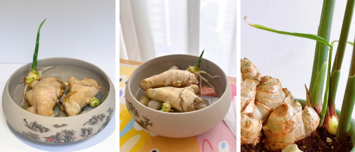 Không ngờ củ gừng bé xíu trong bếp lại là 