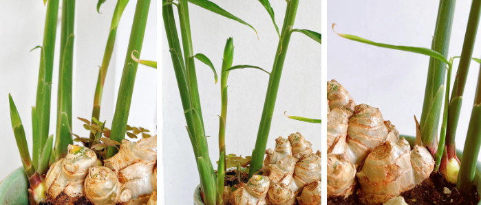 Không ngờ củ gừng bé xíu trong bếp lại là 