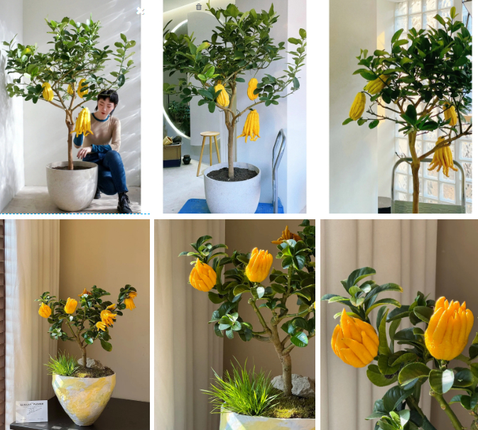 Gừng bonsai đã hot, chị em còn đang săn lùng cây 