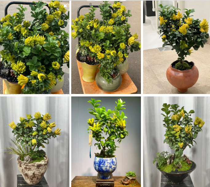 Gừng bonsai đã hot, chị em còn đang săn lùng cây 