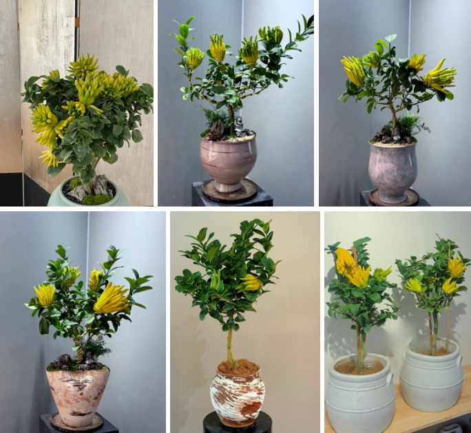 Gừng bonsai đã hot, chị em còn đang săn lùng cây 