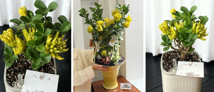 Gừng bonsai đã hot, chị em còn đang săn lùng cây 