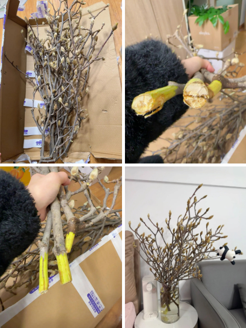 “Cành cây khô” giá bạc triệu khiến hội chị em phát sốt: Mộc lan chơi được cả tháng, nở rộ như tranh nếu biết chăm đúng cách