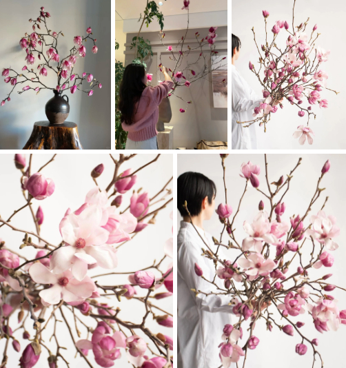 “Cành cây khô” giá bạc triệu khiến hội chị em phát sốt: Mộc lan chơi được cả tháng, nở rộ như tranh nếu biết chăm đúng cách