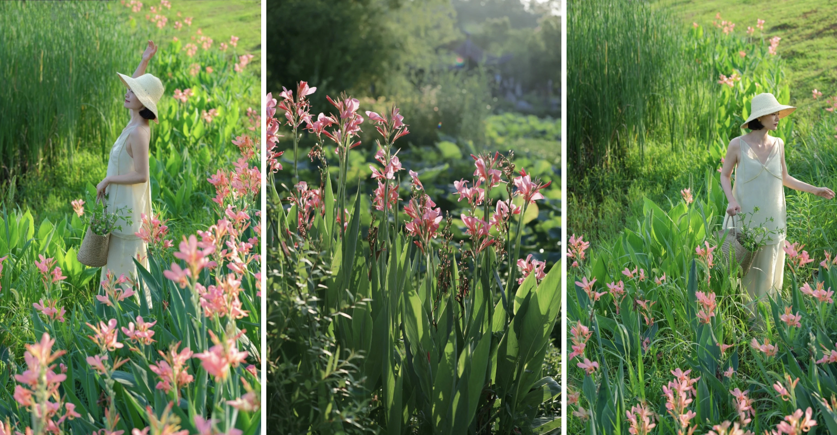 Hoa dong riềng bỗng hot: Loài hoa tưởng bị