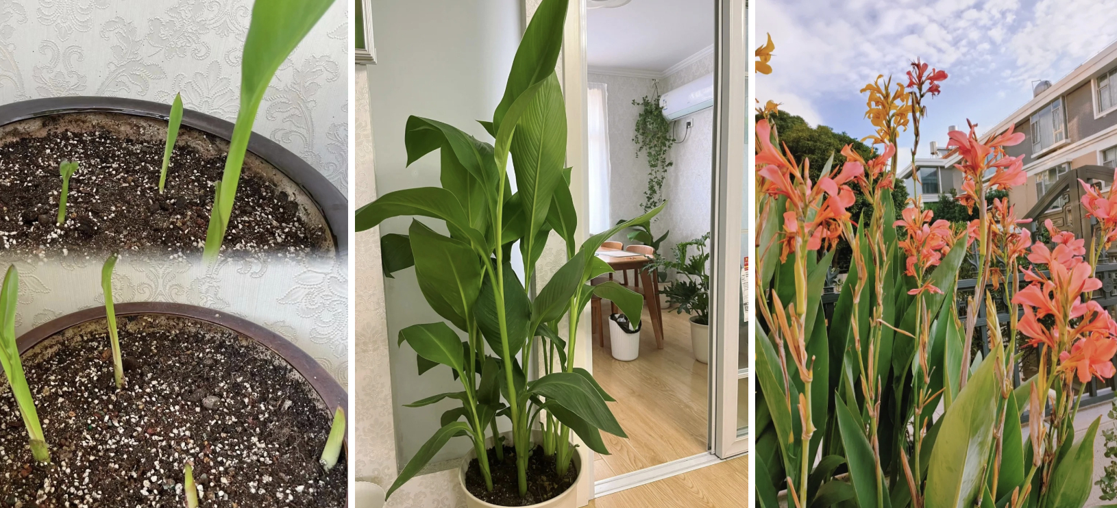 Hoa dong riềng bỗng hot: Loài hoa tưởng bị