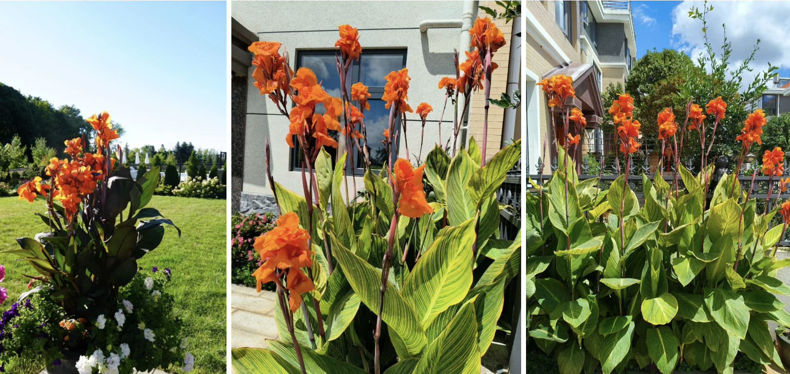 Hoa dong riềng bỗng hot: Loài hoa tưởng bị