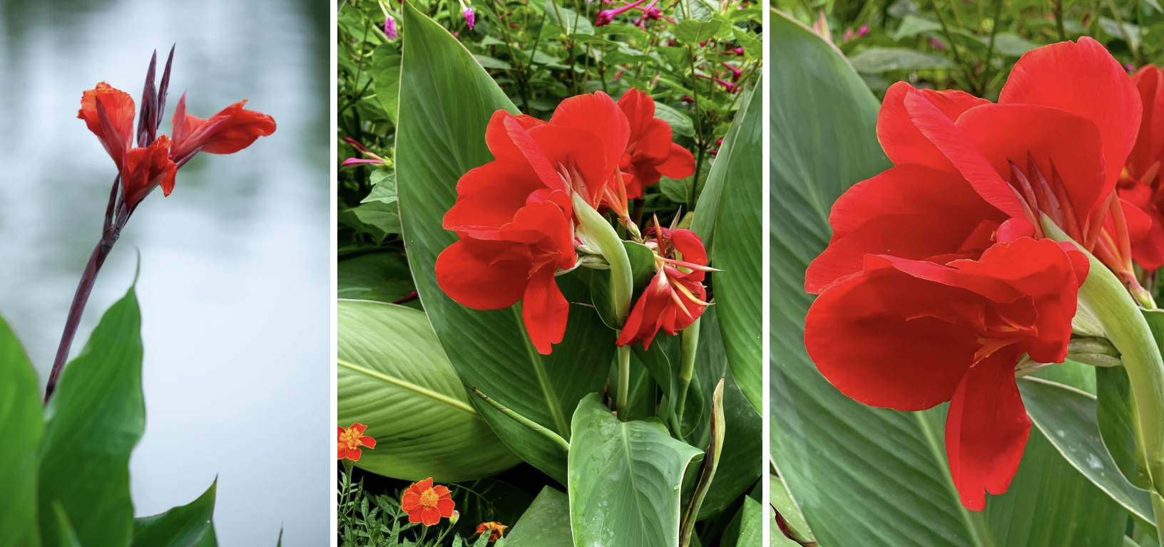 Hoa dong riềng bỗng hot: Loài hoa tưởng bị