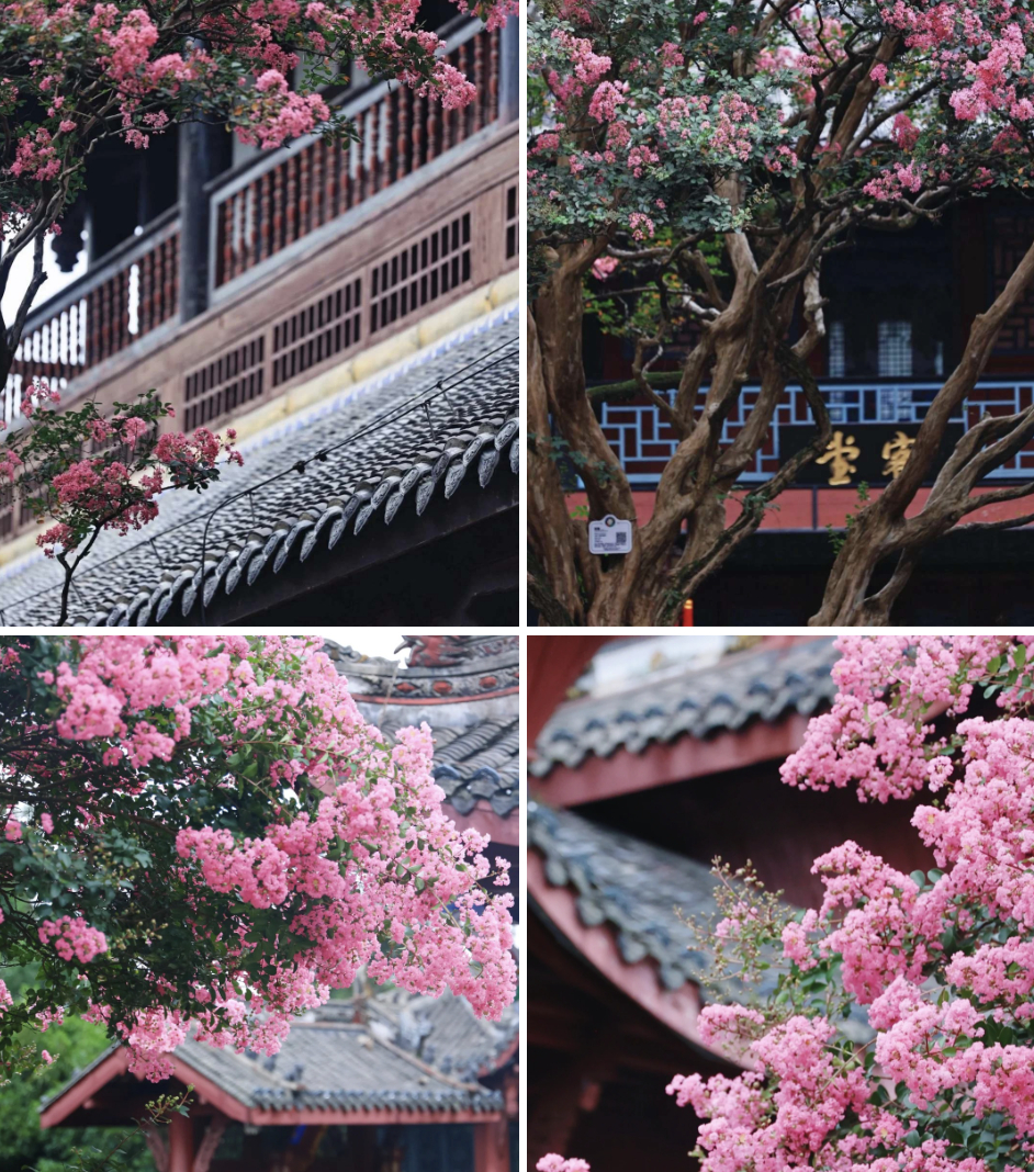 Mùa hoa này qua rồi, tôi cứ tiếc mãi: Chưng một bình trong nhà, phúc khí như tràn đầy, mọi sự an yên bền lâu