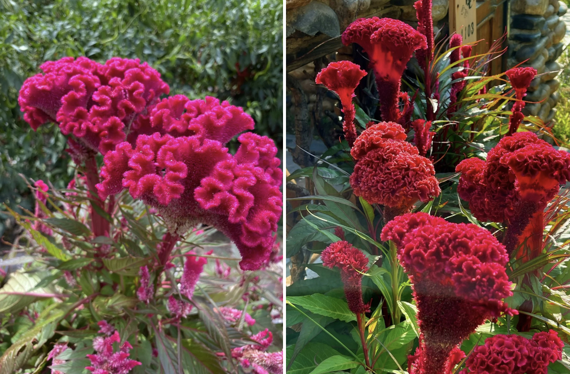 Hoa mào gà: Tưởng quê mùa mà cắm lên lại sang rực rỡ, chơi Tết đẹp mê và hút phú quý vào nhà