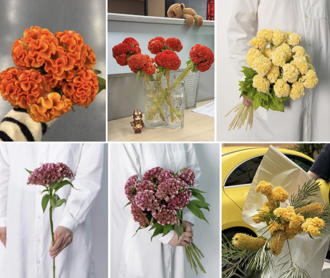 Hoa mào gà: Tưởng quê mùa mà cắm lên lại sang rực rỡ, chơi Tết đẹp mê và hút phú quý vào nhà