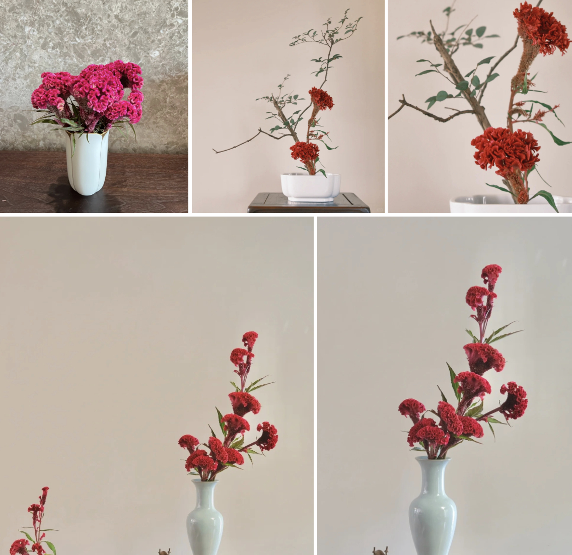 Hoa mào gà: Tưởng quê mùa mà cắm lên lại sang rực rỡ, chơi Tết đẹp mê và hút phú quý vào nhà