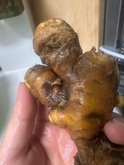 Nhiều chị em trồng gừng bonsai nhưng chẳng được mấy ngày đã thối um cả nhà, đây là lý do chí mạng