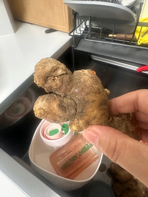 Nhiều chị em trồng gừng bonsai nhưng chẳng được mấy ngày đã thối um cả nhà, đây là lý do chí mạng