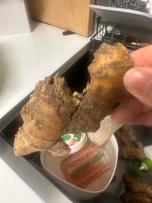 Nhiều chị em trồng gừng bonsai nhưng chẳng được mấy ngày đã thối um cả nhà, đây là lý do chí mạng