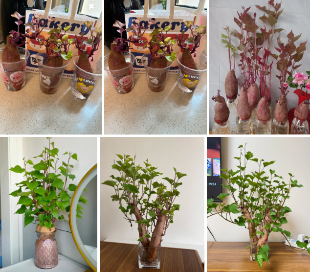 Gừng bonsai lên ngôi nhưng khoai lang thủy canh vẫn hot rần rần: Chị em trồng chơi mà ăn thật cũng “đã cái nư”!