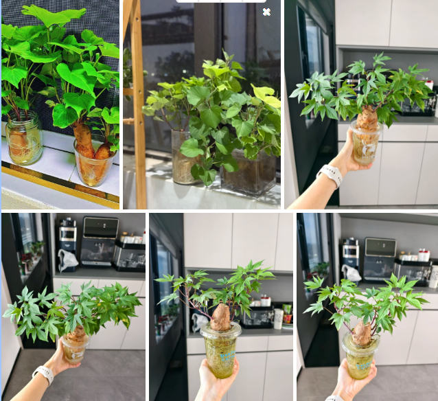 Gừng bonsai lên ngôi nhưng khoai lang thủy canh vẫn hot rần rần: Chị em trồng chơi mà ăn thật cũng “đã cái nư”!