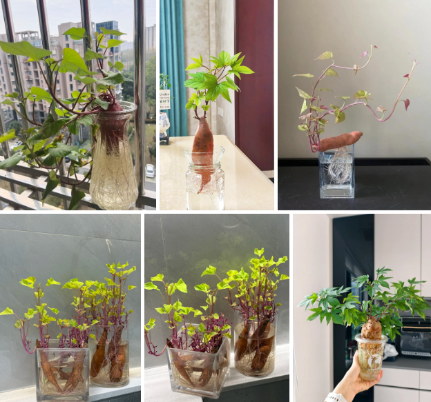 Gừng bonsai lên ngôi nhưng khoai lang thủy canh vẫn hot rần rần: Chị em trồng chơi mà ăn thật cũng “đã cái nư”!