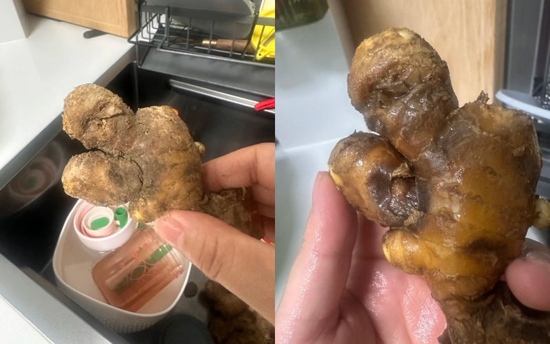 Nhiều chị em trồng gừng bonsai nhưng chẳng được mấy ngày đã thối um cả nhà, đây là lý do chí mạng