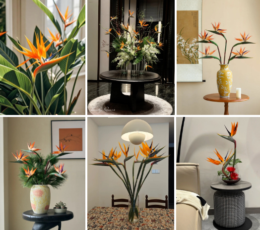 Hoa thiên điểu “đổ bộ” phòng khách ngày Tết: Nhìn là thấy giàu, cắm một lần là nghiện