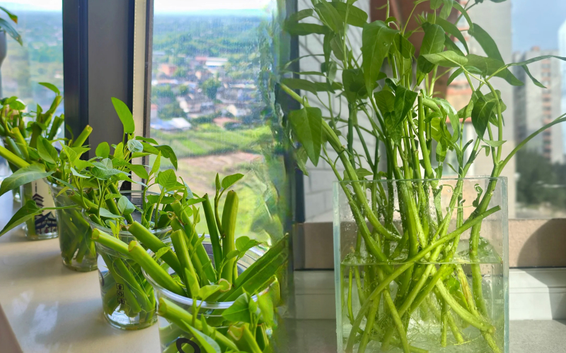 Giá rau tăng vùn vụt, chị em rủ nhau trồng rau muống thủy canh: Cắm cọng rau vào nước là có cả bình ăn mệt nghỉ