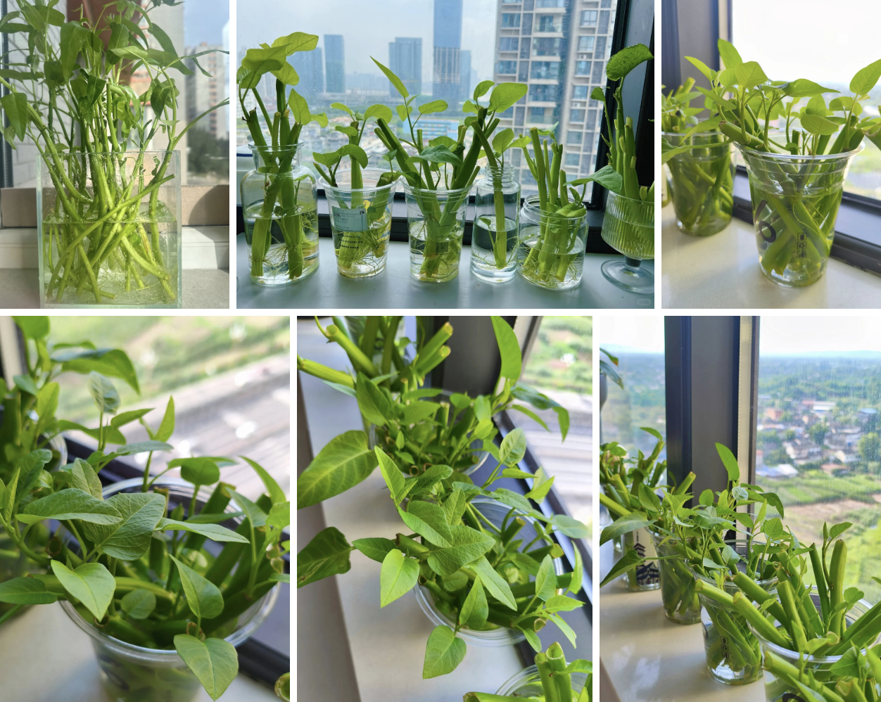 Giá rau tăng vùn vụt, chị em rủ nhau trồng rau muống thủy canh: Cắm cọng rau vào nước là có cả bình ăn mệt nghỉ