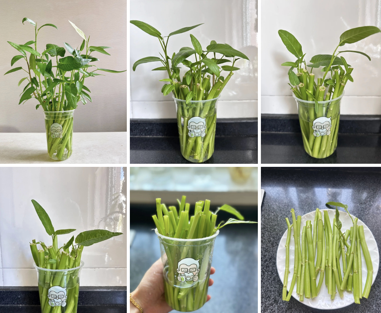 Giá rau tăng vùn vụt, chị em rủ nhau trồng rau muống thủy canh: Cắm cọng rau vào nước là có cả bình ăn mệt nghỉ