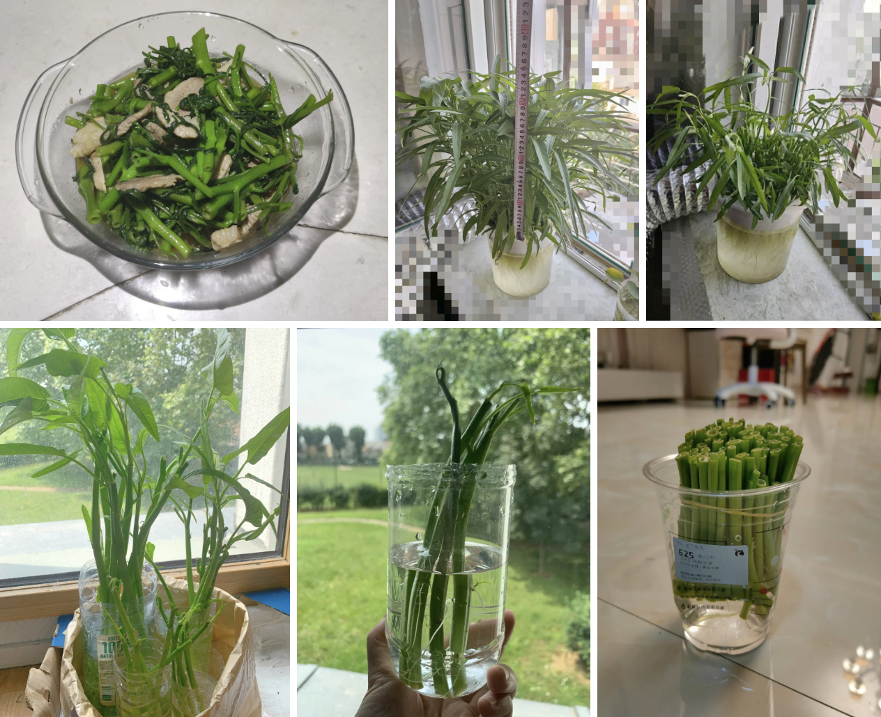 Giá rau tăng vùn vụt, chị em rủ nhau trồng rau muống thủy canh: Cắm cọng rau vào nước là có cả bình ăn mệt nghỉ