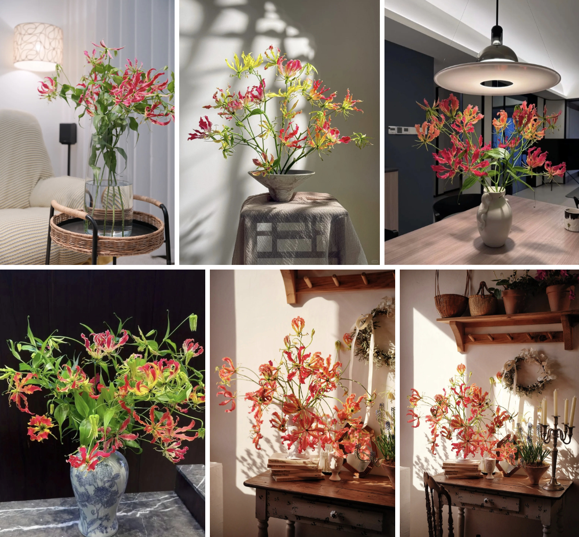 Hoa ngót nghẻo đẹp mê như bó lửa đỏ nhưng cực độc: Mẹ nào mê cắm Tết nhớ đọc kỹ trước khi mua