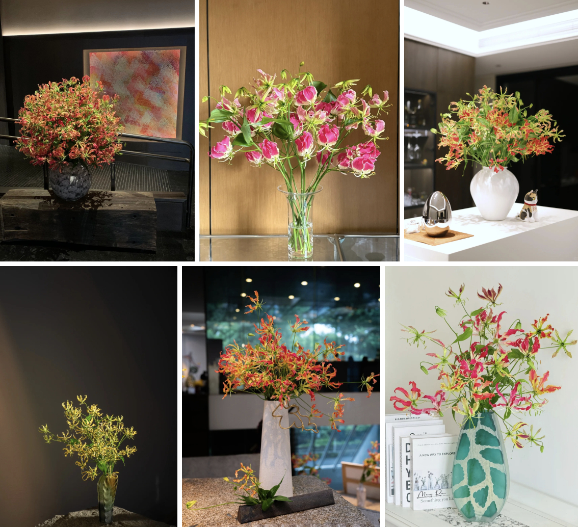 Hoa ngót nghẻo đẹp mê như bó lửa đỏ nhưng cực độc: Mẹ nào mê cắm Tết nhớ đọc kỹ trước khi mua